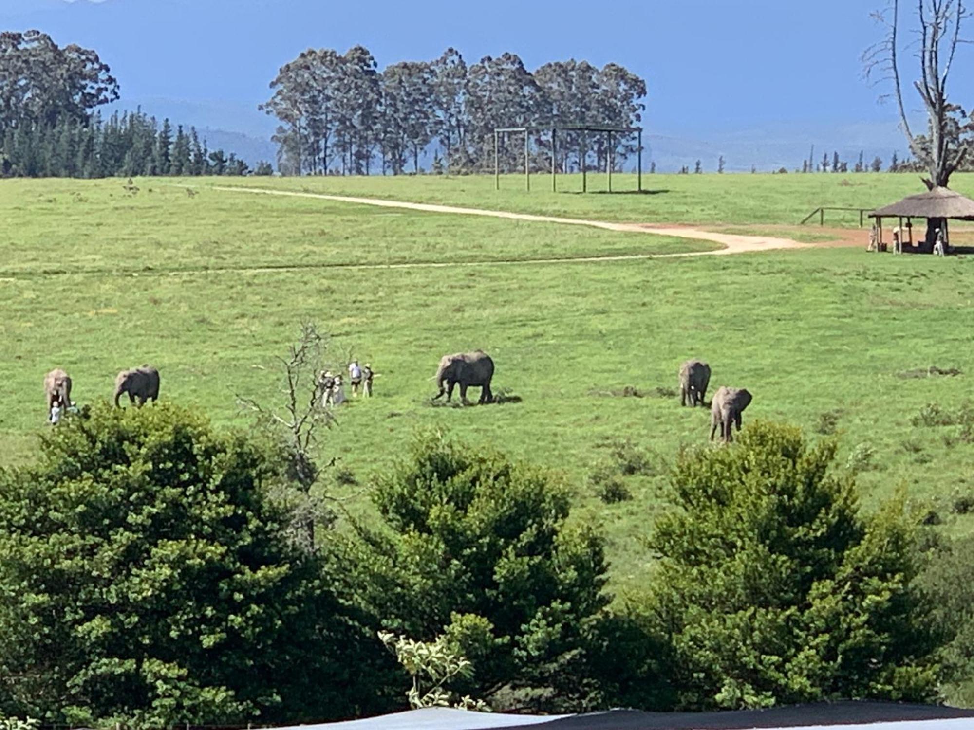 Elephant View Homestead Плеттенберг-Бей Екстер'єр фото